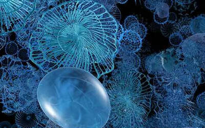 A mesmerizing underwater scene featuring various translucent jellyfish and marine organisms, predominantly in shades of blue, set against a dark background.
