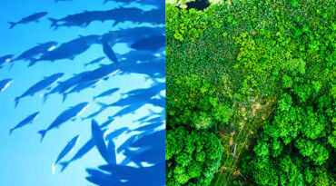 A split image featuring the left side with a school of fish swimming in blue water and the right side showing a lush, green forest from an aerial perspective.