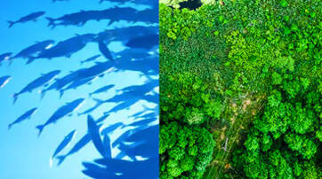 A split image featuring the left side with a school of fish swimming in blue water and the right side showing a lush, green forest from an aerial perspective.