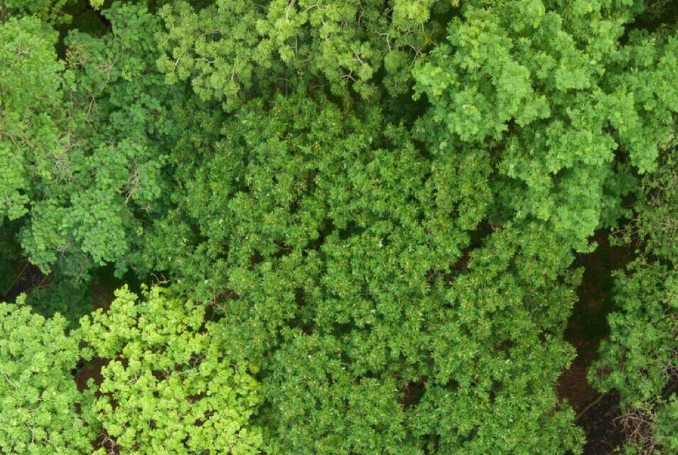 Vue aerienne d'une foret dense avec des zones de verdure, des lacs et des rivieres entourees de vegetation luxuriante.