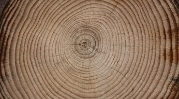 Close-up view of a cross-section of a tree stump, highlighting the concentric growth rings and natural wood texture.