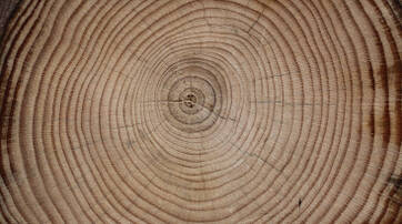 Close-up view of a cross-section of a tree stump, highlighting the concentric growth rings and natural wood texture.