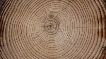 Close-up view of a cross-section of a tree stump, highlighting the concentric growth rings and natural wood texture.