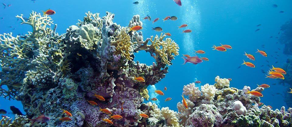 A vibrant underwater scene showcasing colorful coral formations and a variety of fish swimming among them in clear blue water. Bubbles rise, creating a lively atmosphere in the serene ocean environment.
