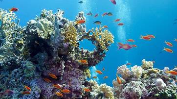 A vibrant underwater scene showcasing colorful coral formations and a variety of fish swimming among them in clear blue water. Bubbles rise, creating a lively atmosphere in the serene ocean environment.