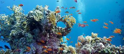 A vibrant underwater scene featuring colorful coral reefs and schools of orange fish swimming among the coral, with clear blue water in the background.