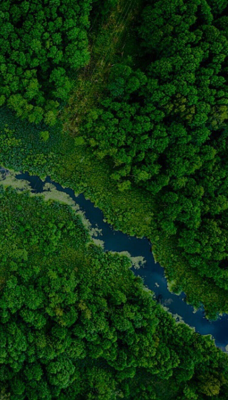Vue aerienne d'une dense foret verdoyante avec un cours d'eau sinueux traversant des zones de vegetation luxuriante.