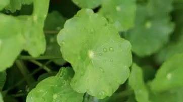Close-up of round, green leaves with water droplets on the surface, creating a fresh and vibrant appearance.