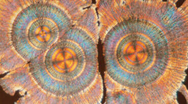 A close-up view of cross-sections of wood, showcasing vibrant circular patterns in shades of orange, blue, and green, resembling a colorful topographical design.
