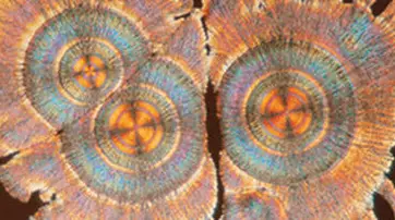 A close-up view of cross-sections of wood, showcasing vibrant circular patterns in shades of orange, blue, and green, resembling a colorful topographical design.