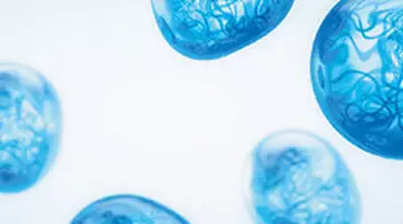 A close-up view of translucent blue jellyfish floating in a light background.