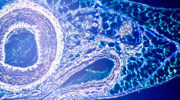 Microscopic image showing a cross-section of a biological tissue with clear cell structures and layered patterns, illuminated in vibrant colors.