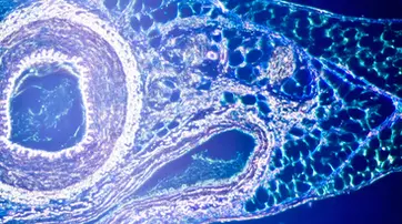 Microscopic image showing a cross-section of a biological tissue with clear cell structures and layered patterns, illuminated in vibrant colors.