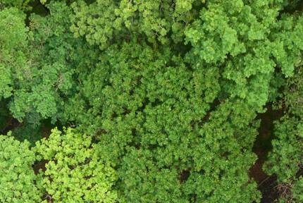 Vue aerienne d'une foret dense, composee de divers arbres aux nuances de vert.