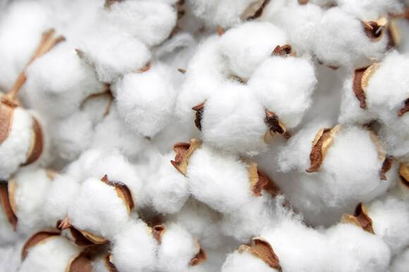 Un gros plan de fleurs de coton blanches et duveteuses, avec des capsules brunes melees.
