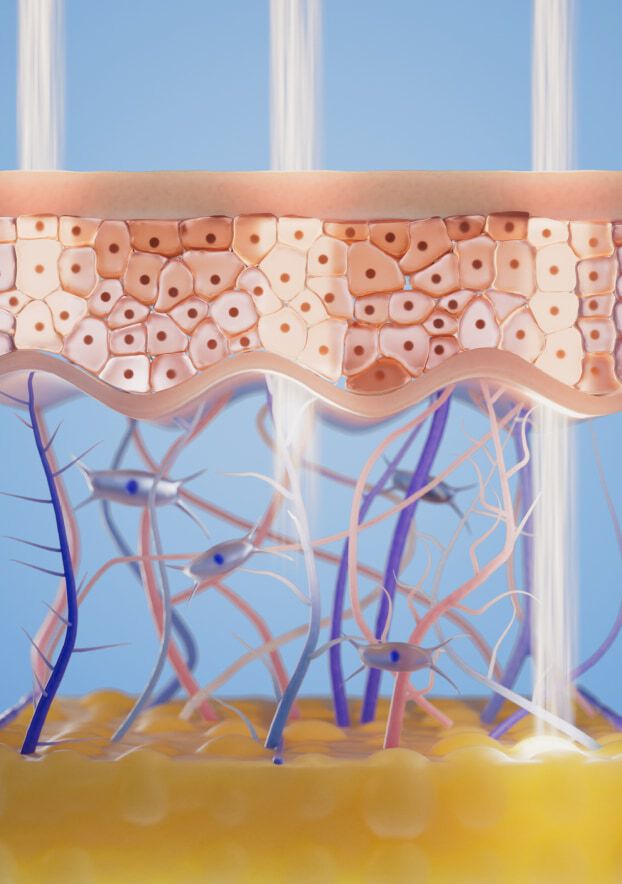 Illustration montrant la structure de la peau, avec des cellules et des vaisseaux sanguins visibles sous une couche superieure.