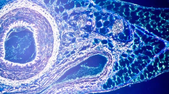 Coupe microscopique d'un tissu, montrant des cellules et des structures complexes en couleurs vives.