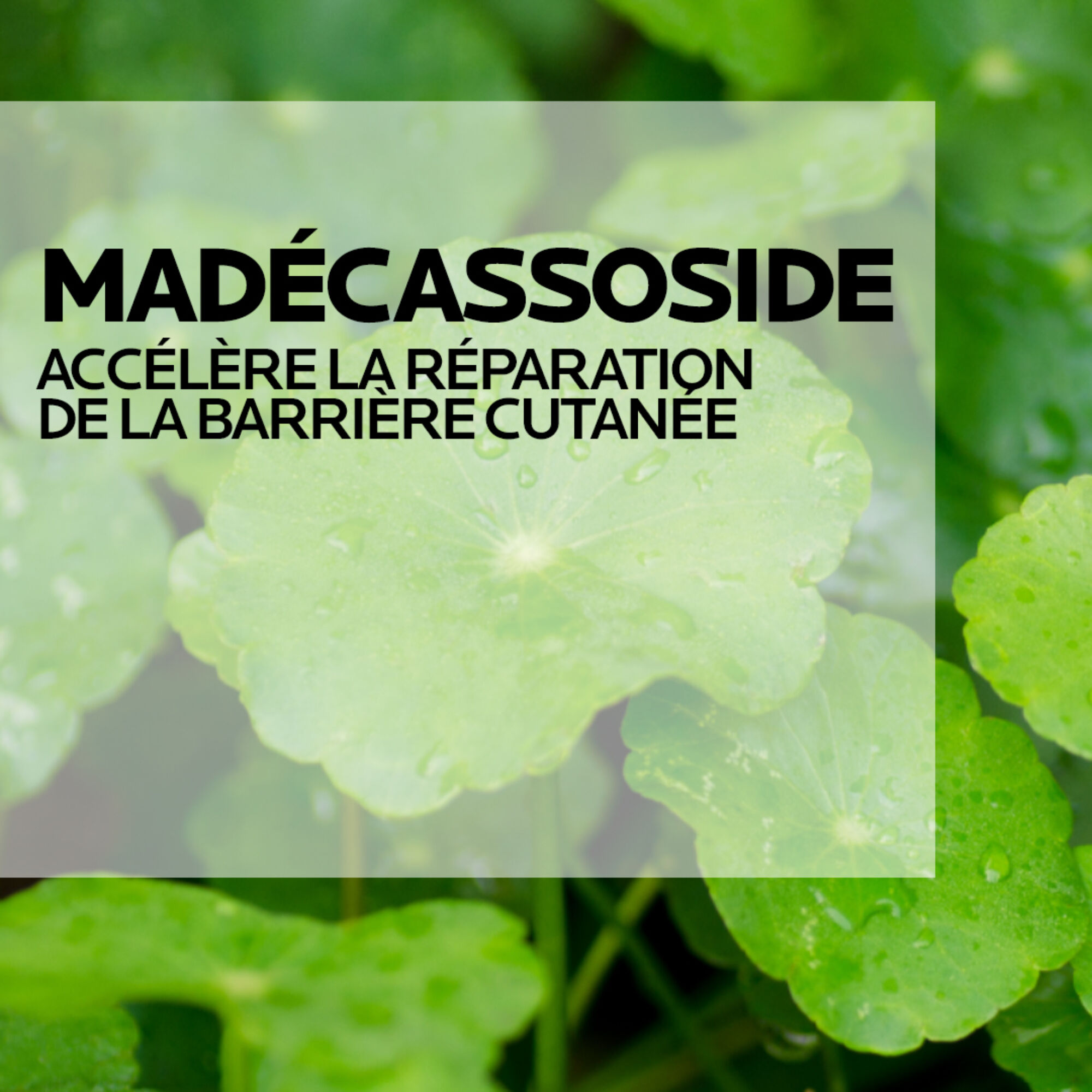 Cicaplast Baume B5+ Creme Ultra-Reparatrice Apaisante